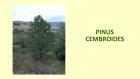 PINUS CEMBROIDES
