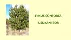 PINUS CONTORTA