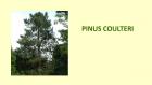 PINUS COULTERI