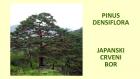 PINUS DENSIFLORA