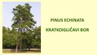 PINUS ECHINATA