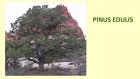 PINUS EDULIS