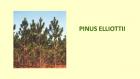 PINUS ELLIOTTII