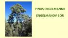 PINUS ENGELMANNII