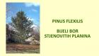 PINUS FLEXILIS