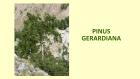 PINUS GERARDIANA