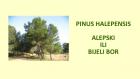 PINUS HALEPENSIS