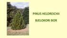 PINUS HELDREICHII