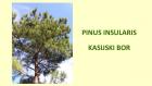 PINUS INSULARIS