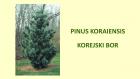 PINUS KORAIENSIS