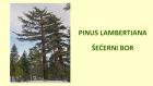 PINUS LAMBERTIANA
