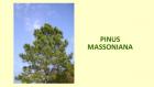 PINUS MASSONIANA