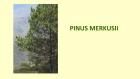PINUS MERKUSII