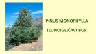 PINUS MONOPHYLLA