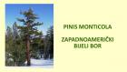 PINUS MONTICOLA