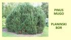 PINUS MUGO
