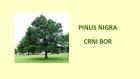 PINUS NIGRA