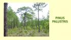 PINUS PALUSTRIS