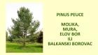 PINUS PEUCE