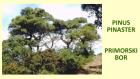 PINUS PINASTER
