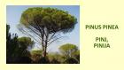 PINUS PINEA