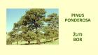 PINUS PONDEROSA