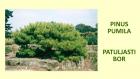 PINUS PUMILA
