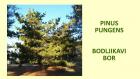 PINUS PUNGENS