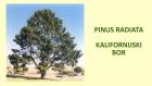 PINUS RADIATA