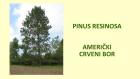 PINUS RESINOSA