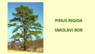 PINUS RIGIDA