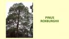 PINUS ROXBURGHII