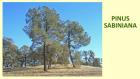 PINUS SABINIANA