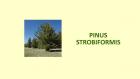 PINUS STROBIFORMIS