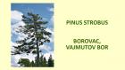 PINUS STROBUS