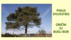 PINUS SYLVESTRIS