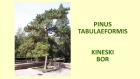 PINUS TABULAEFORMIS
