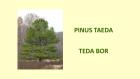 PINUS TAEDA