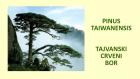PINUS TAIWANENSIS