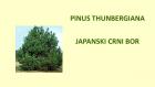 PINUS THUNBERGIANA