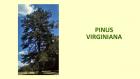 PINUS VIRGINIANA