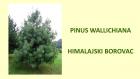 PINUS WALLICHIANA