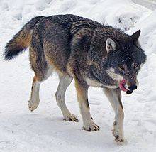 WOLF