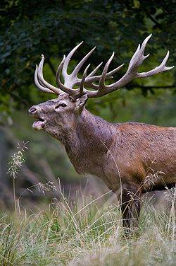 DEER