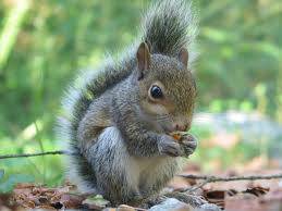 SQUIRIEL