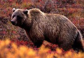 BEAR
