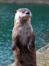 OTTER