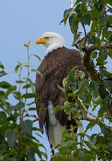 EAGLE