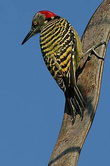 WOODPECKER