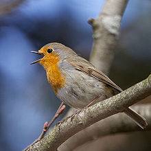 ROBIN